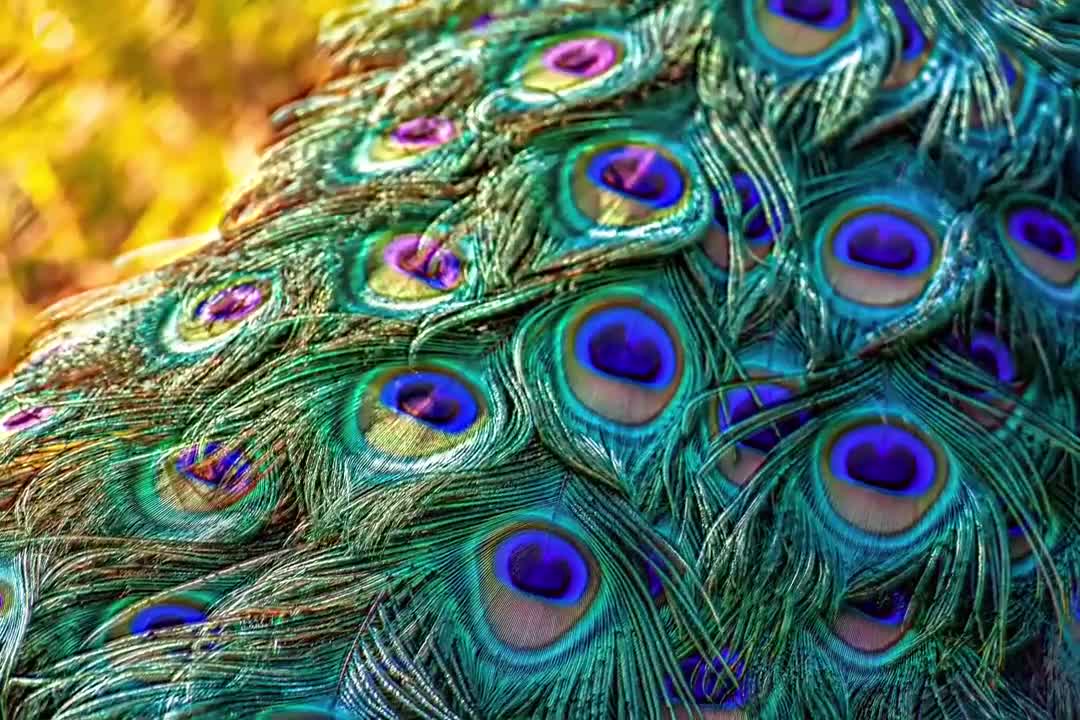 Shifting peacock feathers