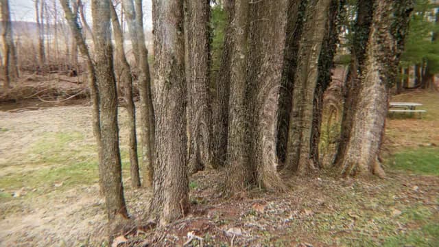 singing trees