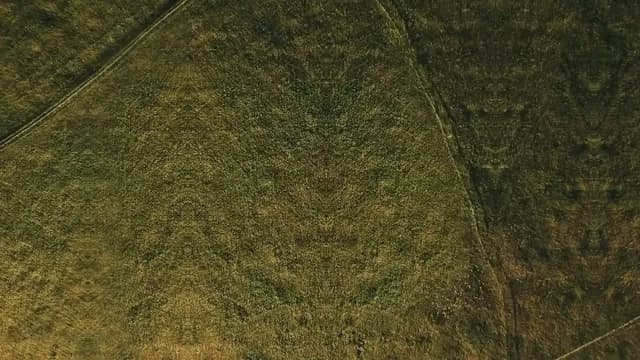 Faces in the Grass